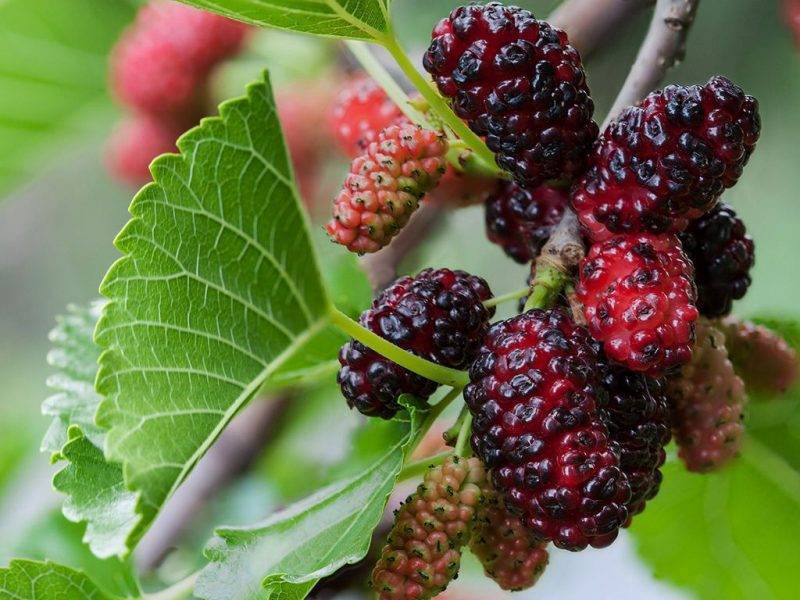 Шелковица купить саженцы из питомнике в Муроме