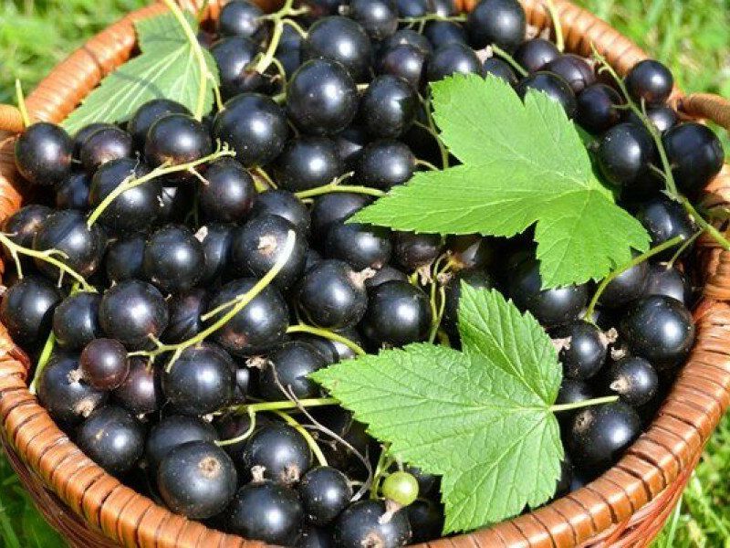 Смородина купить саженцы из питомника в Муроме