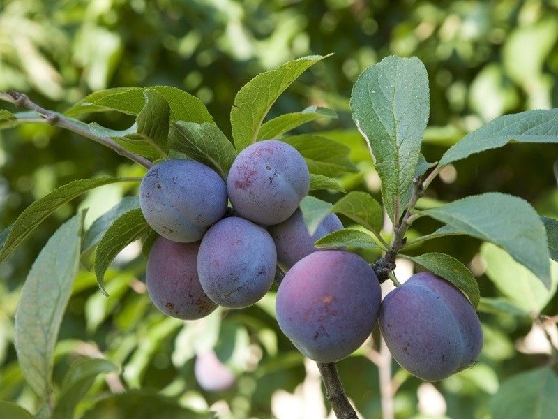 Слива купить саженцы из питомника в Муроме
