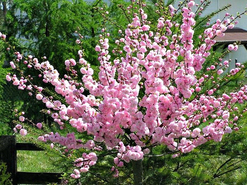 Миндаль купить саженцы из питомника в Муроме