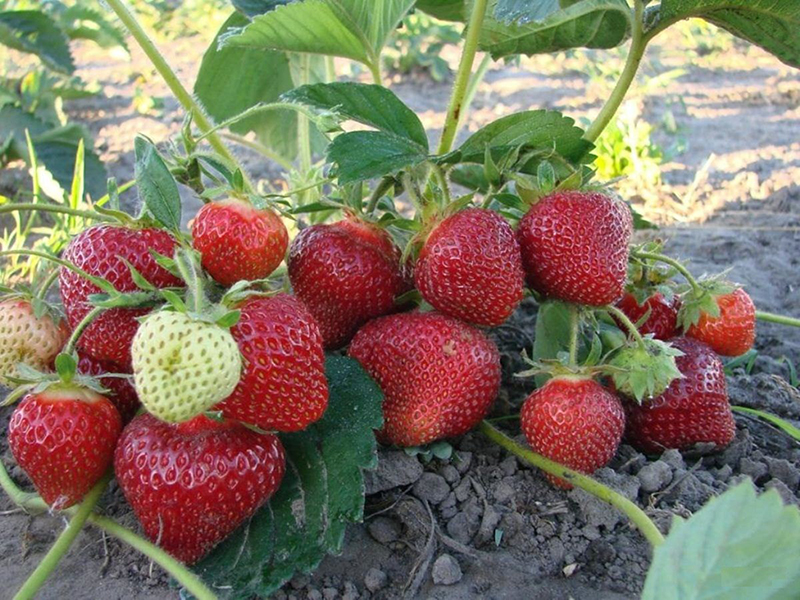 Клубника купить саженцы из питомника в Муроме