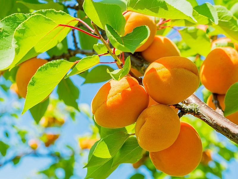 Абрикос купить саженцы из питомнике в Муроме
