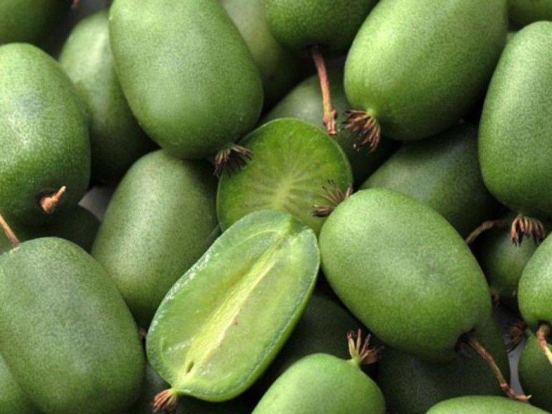 Актинидия купить саженцы из питомнике в Муроме