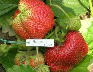 Клубника "ЧАМОРА ТУРУСИ" (7шт.)