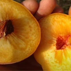 Персик "ГЛОРИЯ" " срок созревания конец августа