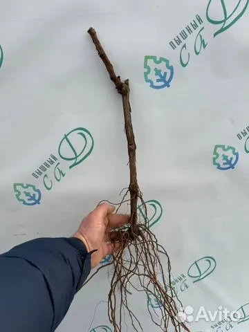 Виноград "ЛИВАДИЙСКИЙ ЧЕРНЫЙ"